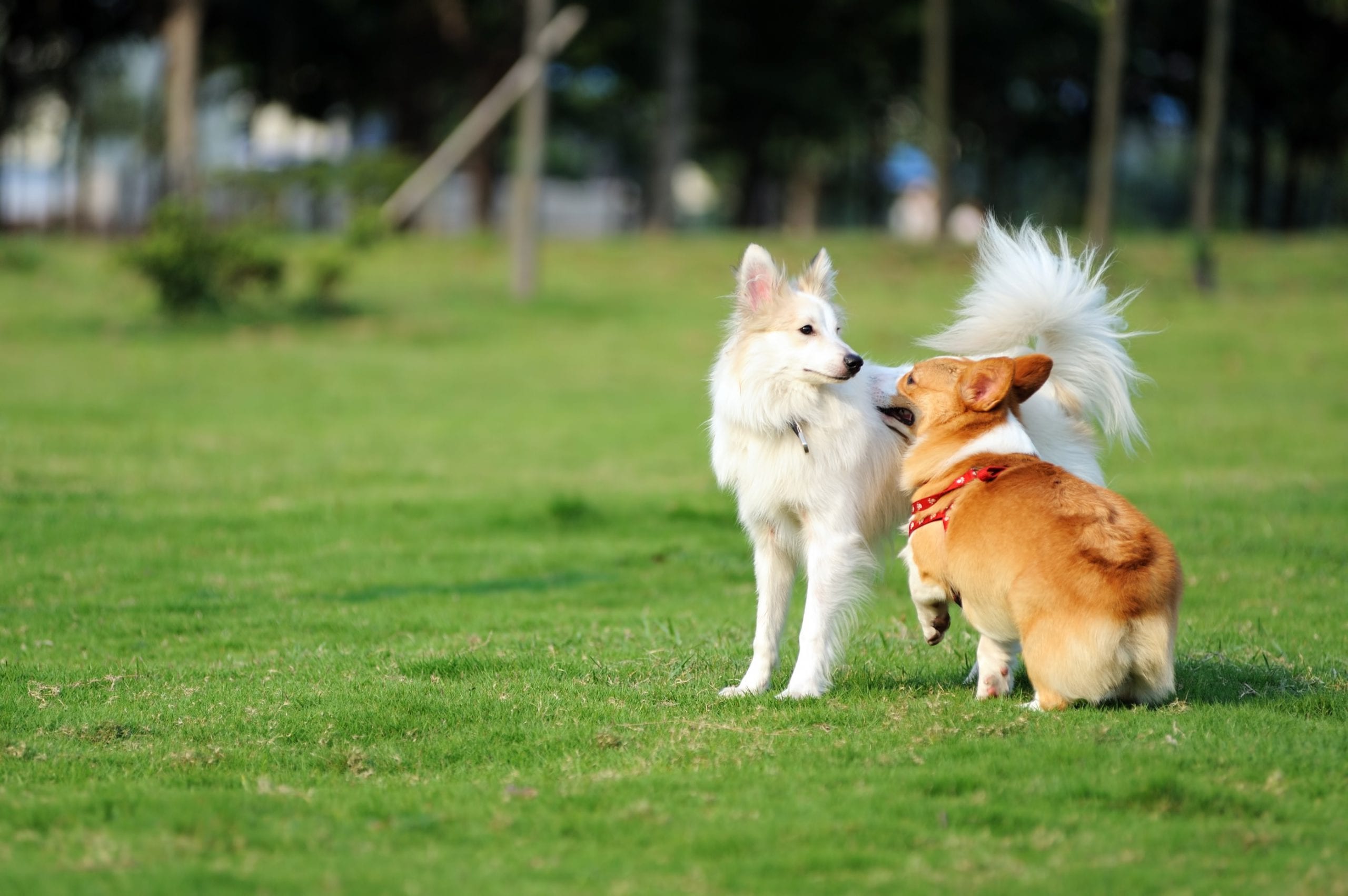 Pet accessories ready for wholesale buyers